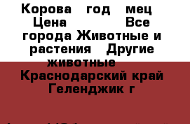 Корова 1 год 4 мец › Цена ­ 27 000 - Все города Животные и растения » Другие животные   . Краснодарский край,Геленджик г.